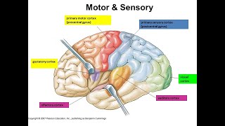 Cortex Sensory Motor and Association Areas of brain  Brain Anatomy Anatomy of the Human Brain [upl. by Siuqram]