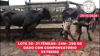 LOTE 20 21 FÊMEAS 24M 296 KG [upl. by Anirret81]