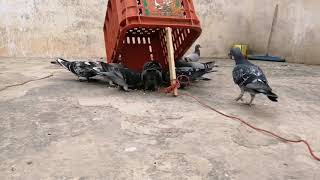 The best way to catch a racing pigeon 2019 [upl. by Almeda]