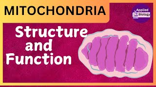 Mitochondria Structure and Function Cell Organelles  Function of Mitochondria class 9 and 11 [upl. by Adamo]