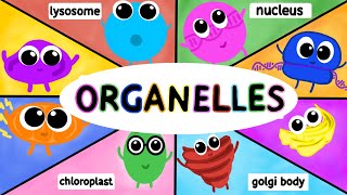 Organelles Structure and Function AP BIOLOGY [upl. by Madelene868]