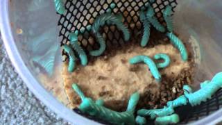 Hornworm and Butterworm Unboxing [upl. by Kenny]