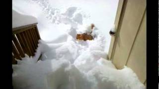 Throwing my cat into the snow [upl. by Analle709]