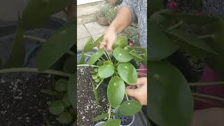 Propagating Pilea Peperomioides shorts short garden TrowelandTravel [upl. by Potts]