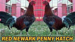 Penny Hatch Red Newark Farm [upl. by Alverson]