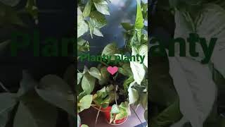 My plants ☘️🍀☘️ being planty 🌵 planty viral viral plant www com ☺️ [upl. by Kenimod267]