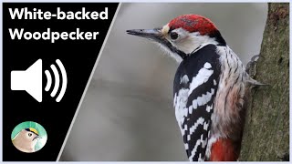 Whitebacked Woodpecker  Sounds [upl. by Assirt96]