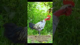 Red necked Rooster crowing animalsounds [upl. by Lisabeth]