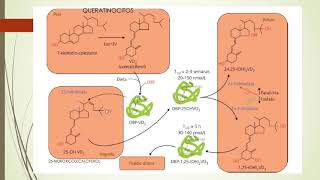 Clase 4 Metabolismo de calcio fosforo y magnesio [upl. by Noseaj]