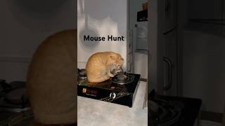 Mouse Hunt Ginger cat things [upl. by Garald]