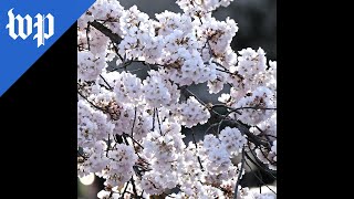 Don’t blame your allergies on cherry blossoms [upl. by Gyasi]