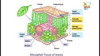 CBSE class 9 Biology Tissues TS 4 [upl. by Aisenat]