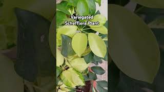 Variegated Schefflera Plant ornamentalplant beautifulleaves Rajshreecreation2024 [upl. by Yrrek]