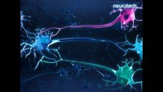 Basics 7 Regulation Nerve Cells [upl. by Halli]