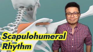 What is the Scapulohumeral Rhythm Everything you need to Know [upl. by Sabelle]