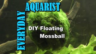 DIY Floating Marimo Moss Ball for Aquarium [upl. by Hibbs46]