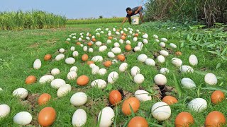 Mrs Lina Collecting eggs in a grassy field [upl. by Hathcock]