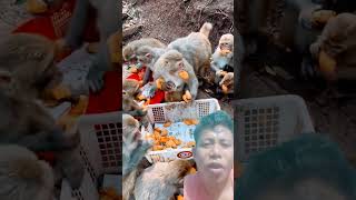 Monkey party vairall video sorts funny bandar vairalshort monkey [upl. by Yentihw315]