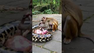 How to save baby monkey animals [upl. by Elliot]