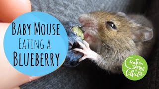 Cute Mouse Eating Blueberry  WEANING AN ORPHANED HAND REARED MOUSE  Creature Collective [upl. by Ithnan]