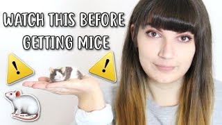 💡🐁 20 THINGS YOU SHOULD KNOW BEFORE OWNING MICE 🐁💡 [upl. by Oedama]