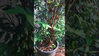 Jaboticaba Escarlet മരം മുഴുവൻ കായ്ച്ചു  😲😲 exoticfruitplants Jaboticaba shorts [upl. by Refeinnej]