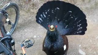 Capercaillie displays and attacks cyclist near Aviemore 2019 mp4 [upl. by Carson]