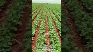 Demonstration of soybean with and without Polysulphate [upl. by Riana]