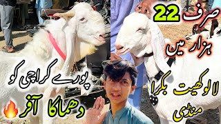 Lalukhet Bakra Mandi Latest Update  10 November 2024  Bakra Mandi Karachi [upl. by Artenahs]