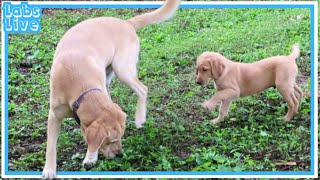 I Raised Yellow Lab Puppies [upl. by Adhern]