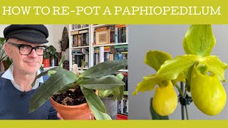 How to repot a Paphiopedilum [upl. by Esirtal]