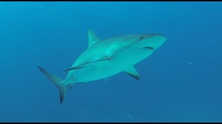 Scuba Diving in the Bahamas  Shark Dives [upl. by Halpern]