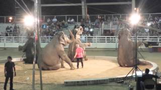 Shriners Circus  Elephants 2 [upl. by Sibeal]