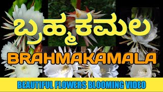 Brahma Kamal flower blooming timelapse video 2020 [upl. by Nawiat]