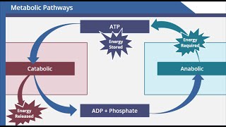 Metabolic Pathways [upl. by Mukund317]