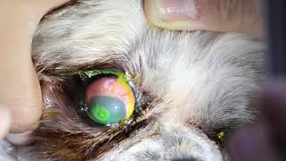 Keratitis in dogs [upl. by Tullusus980]