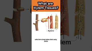 What are xylem tissues [upl. by Schilit]