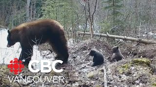 Tiny bear cubs emerge from winter hibernation [upl. by Ade268]