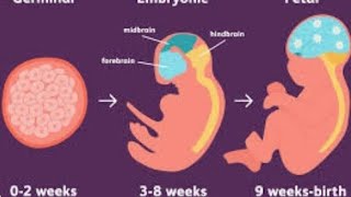 Fetal development week by week fetal development stages [upl. by Yelir]