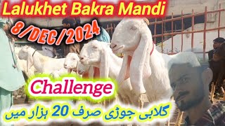 Lalukhet Bakra Mandi Latest Retes Update8Dec2024  Gulabi Jori 20K Ma 😍😍Bakra Mandi Karachi MAV [upl. by Nylleoj478]