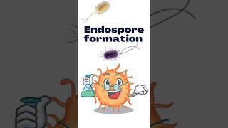 Endospore formation education microbiology lifescience [upl. by Eivad]