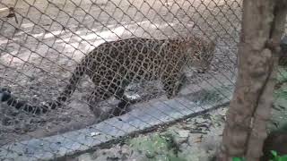 Gwalior चिड़ियाघर मैं घूमते हुए zoo Gwalior dost vlog [upl. by Nnazil119]