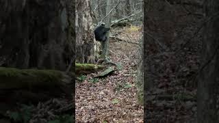 Got a Porcupine climbing a treedeethunting [upl. by Aimehs]