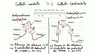 ECG de A à Z  la physiologie cardiaque prt 2 le potentiel d action cardiaque [upl. by Esinyt]