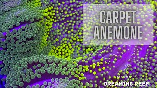 Coral Care 101 Carpet Anemones [upl. by Aihsenor]