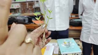 cotyledonsबीजपत्रmonocot Dicot [upl. by Ronnie]