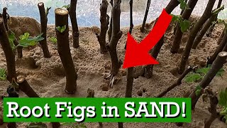 2 Successful EASY Fig Tree Rooting Method using ONLY Sand amp Water [upl. by Eiramik]