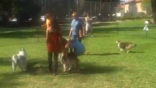 Shelties Playing at the Southland Sheltie Rescue Picnic  October 2009 [upl. by Corry369]