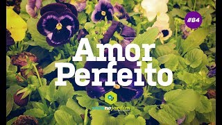 Como cuidar e plantar Amor Perfeito [upl. by Picco592]