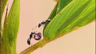 Ants Feeding On The Extrafloral Nectary Of A Partridge Pea Plant [upl. by Neyugn]